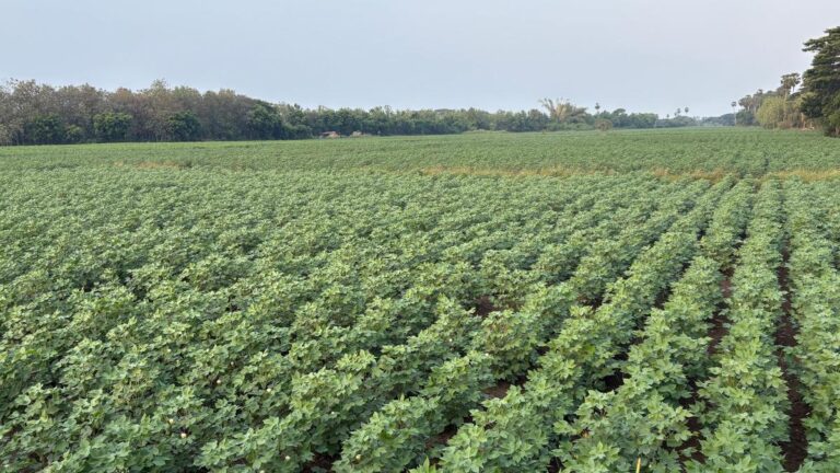 Nagapattinam cotton farmers worry over yield due to unseasonal rains